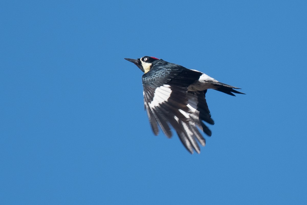 Acorn Woodpecker - ML73756911