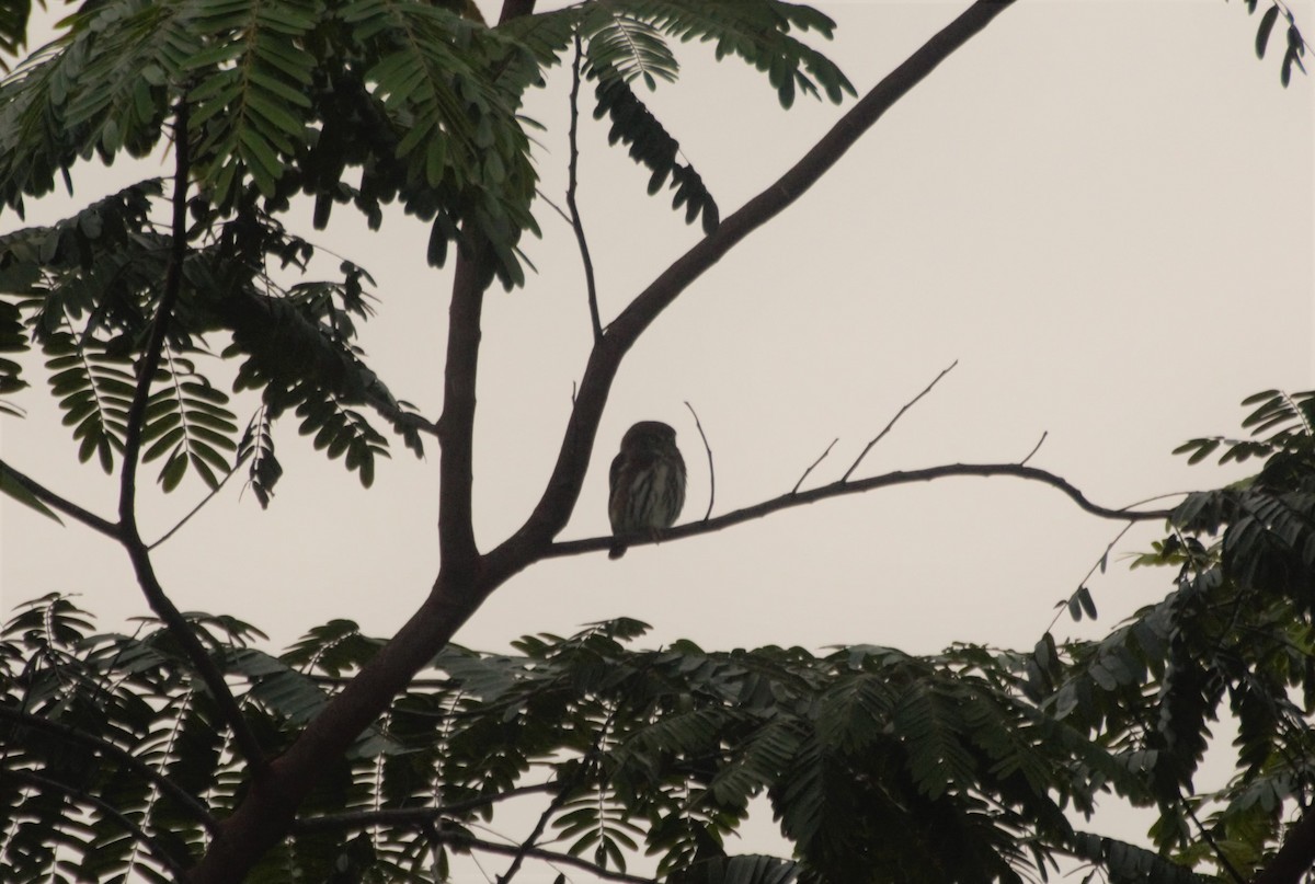 Ferruginous Pygmy-Owl - ML73756991