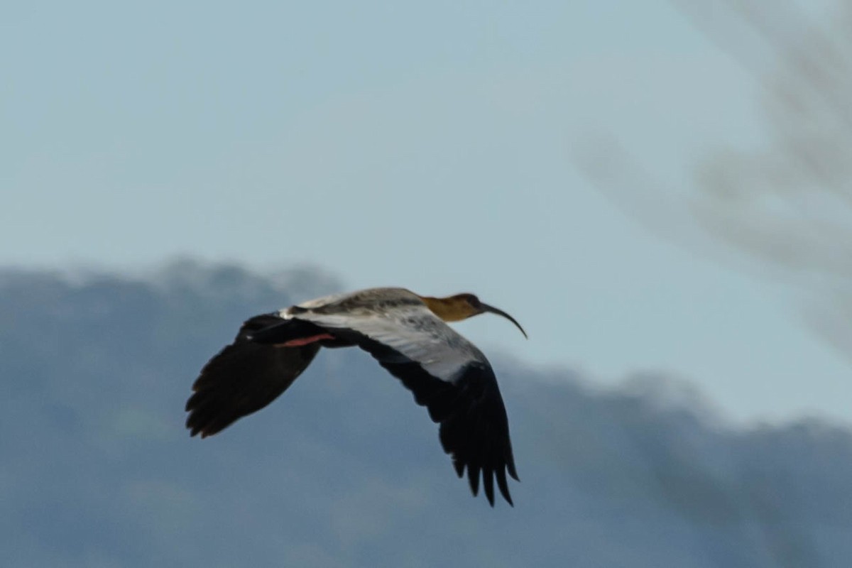 Buff-necked Ibis - Stella Ayala