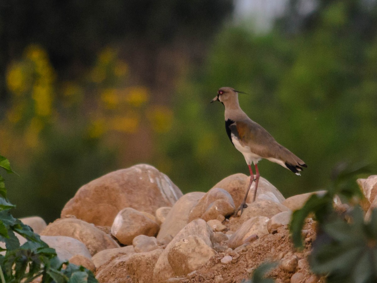 Southern Lapwing - ML73757821