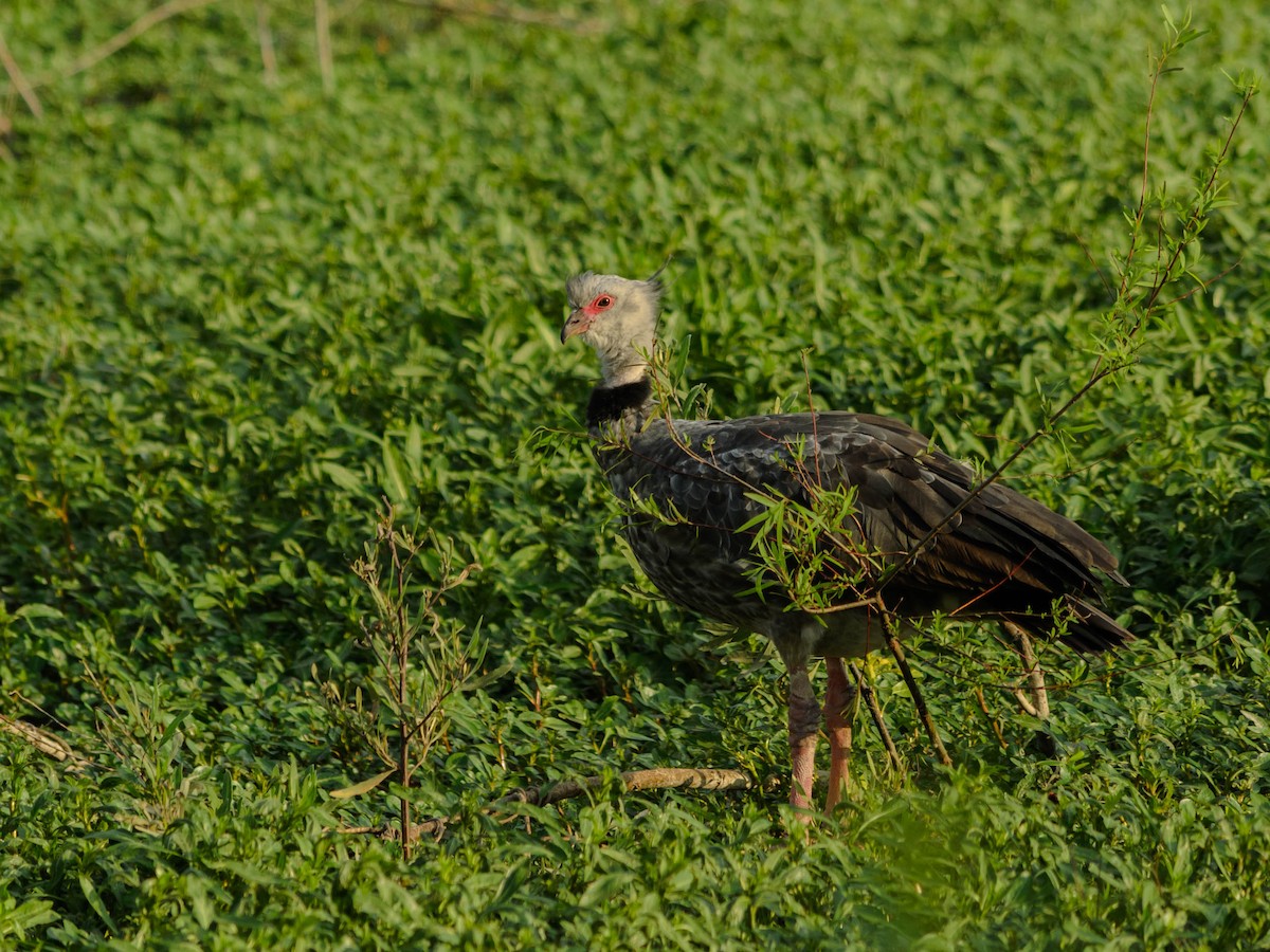 Southern Screamer - ML73758081