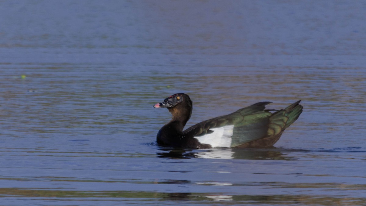 Muscovy Duck - Stella Ayala