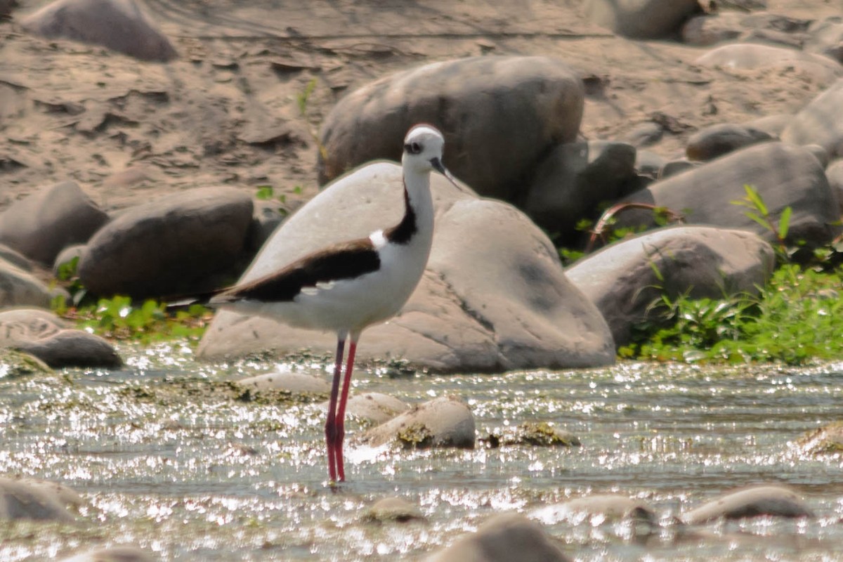 Black-necked Stilt - ML73758351