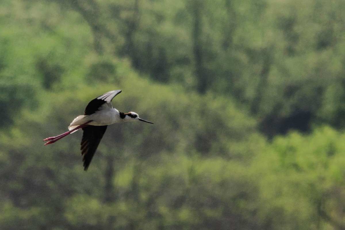 Black-necked Stilt - ML73758371