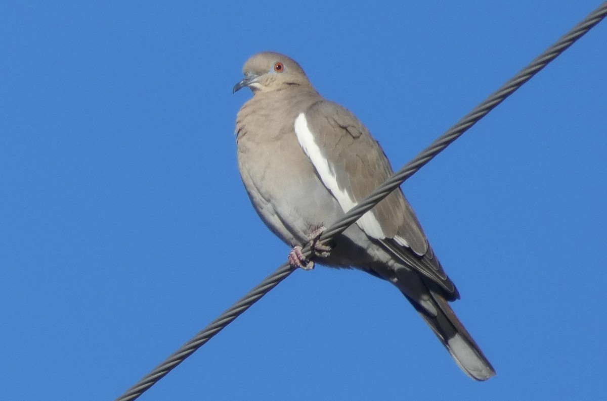 White-winged Dove - Christopher Rustay