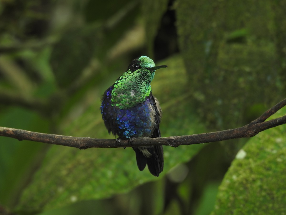 kolibřík vidloocasý - ML73761581