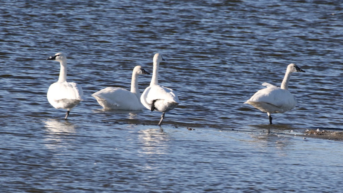 Tundra Swan - Curtis McCamy