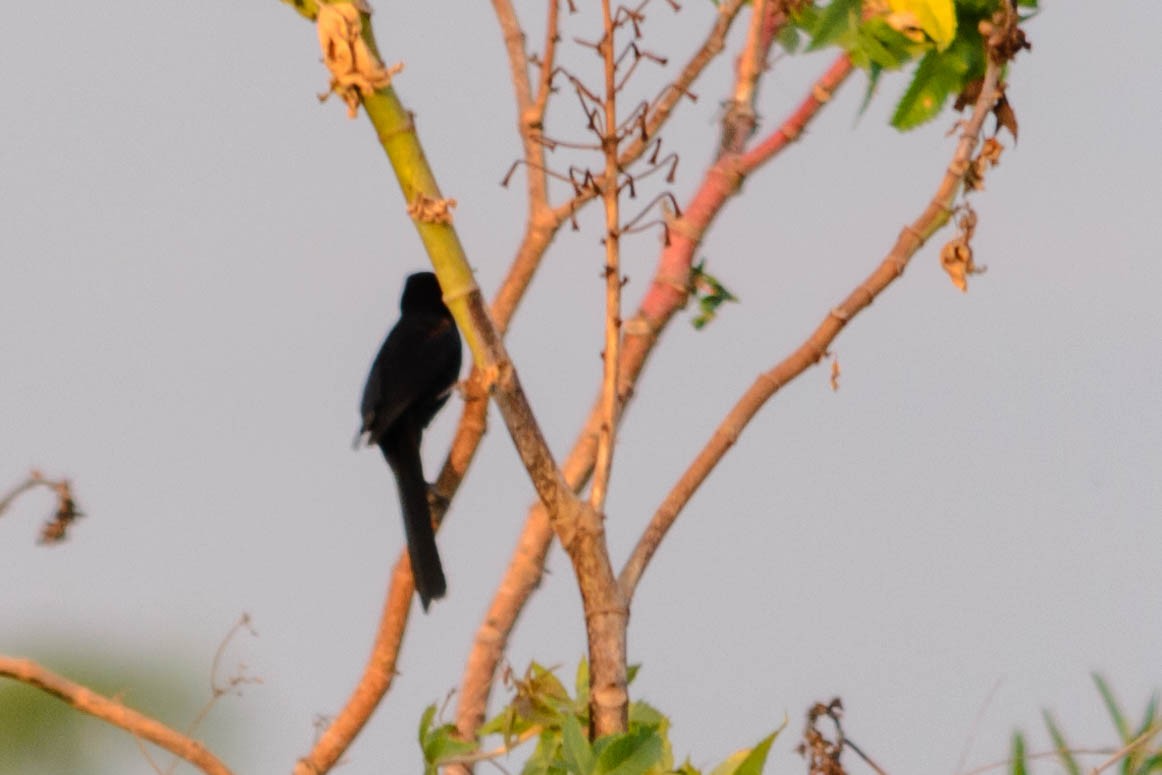 Oriole variable - ML73762571