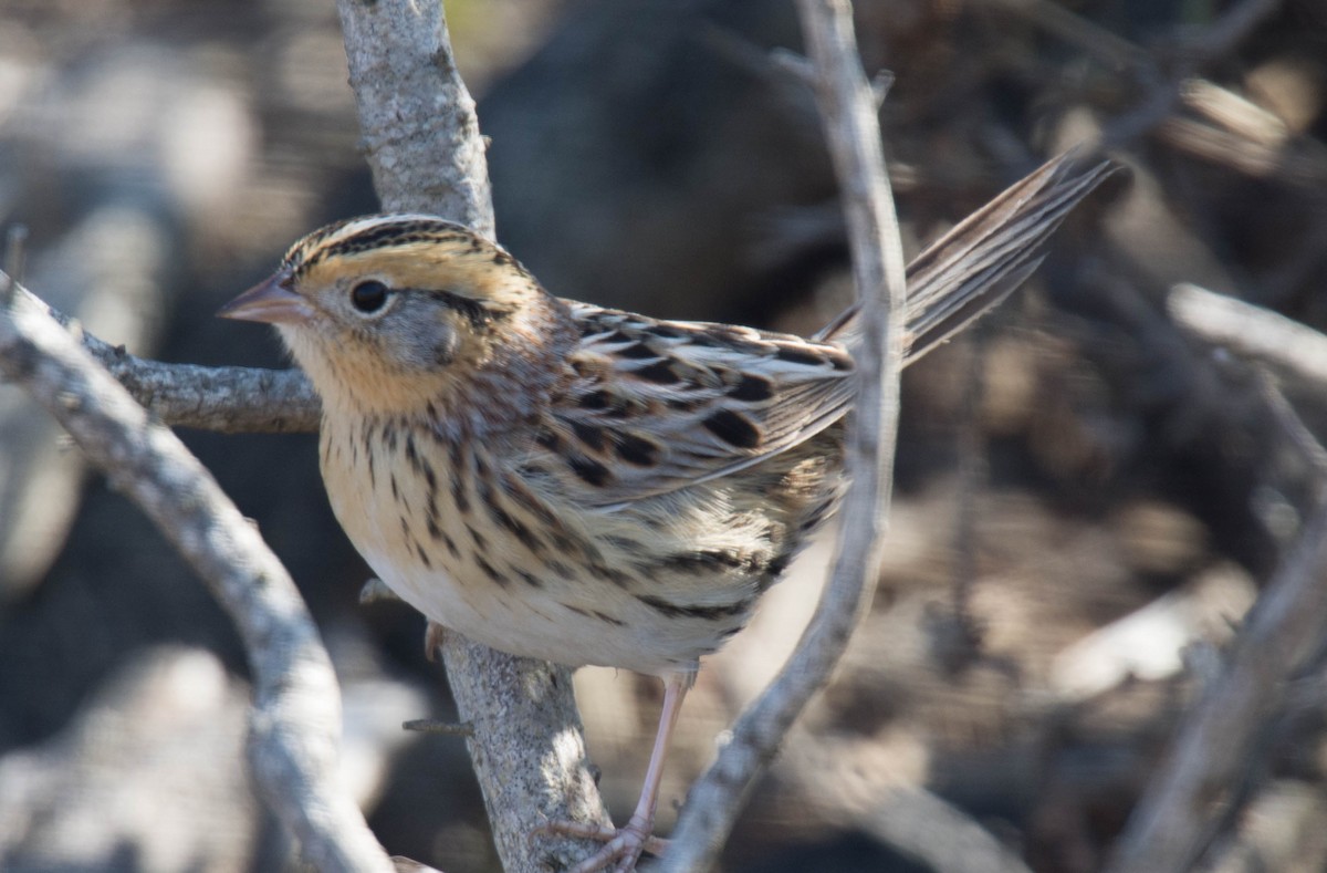 LeConte's Sparrow - ML73764671