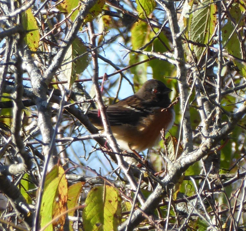 Spotted Towhee - ML73766171