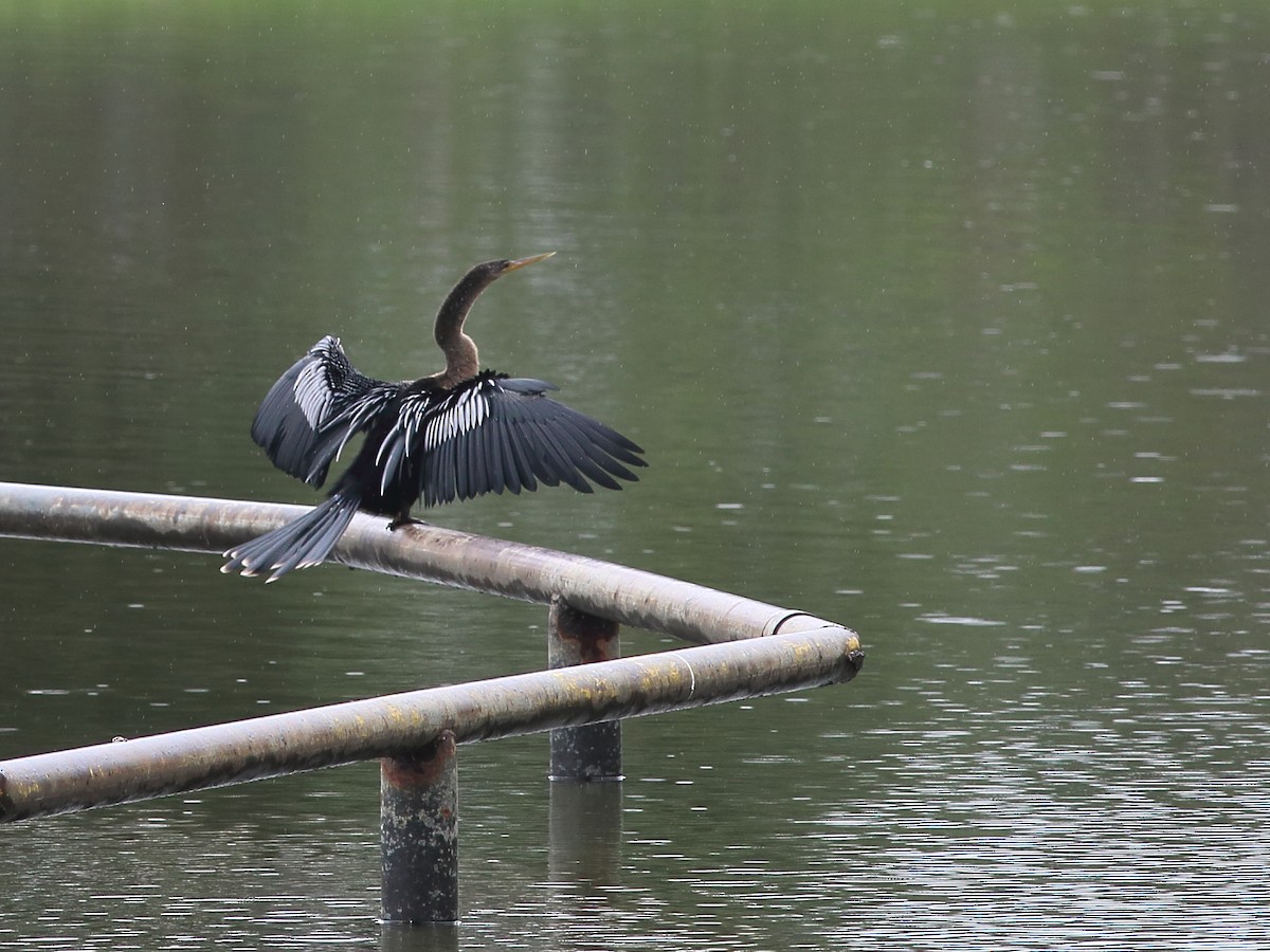 Anhinga - ML73766911