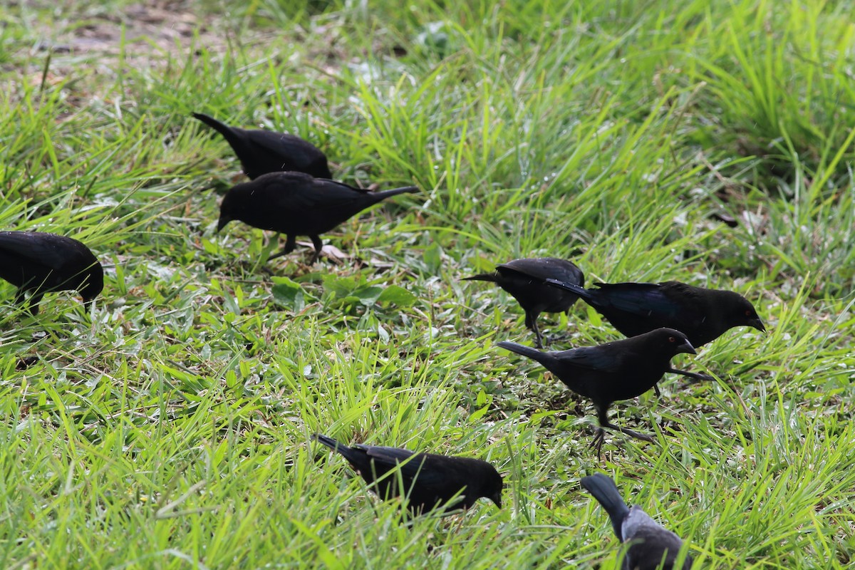 Bronzed Cowbird - ML73767341