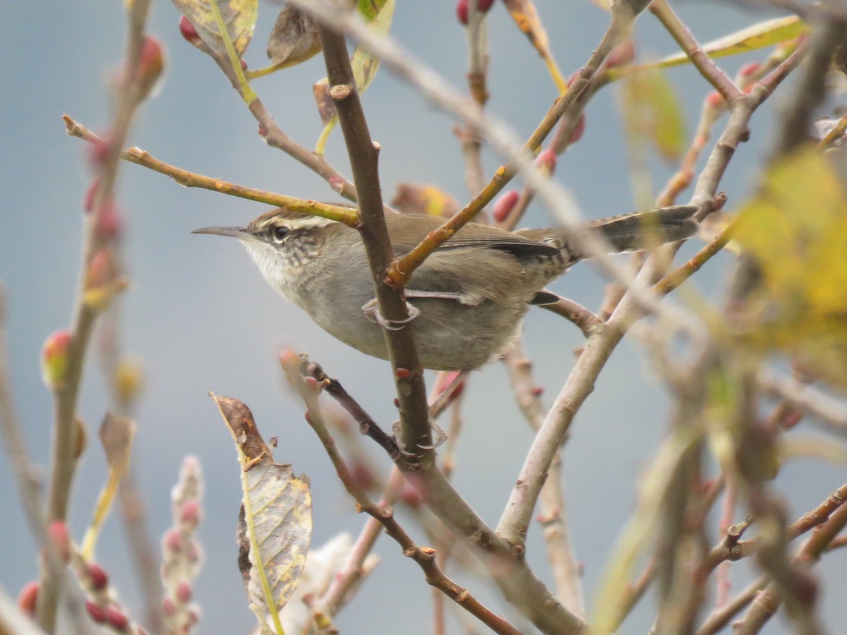 Bewick's Wren - Joe Baldwin