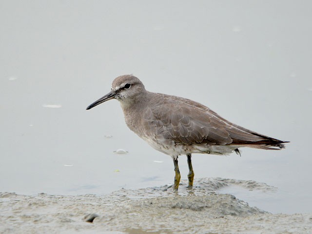 Gray-tailed Tattler - ML73768551