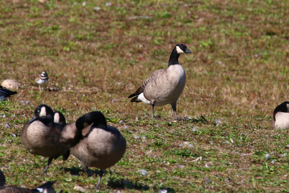 Cackling Goose - ML73769161