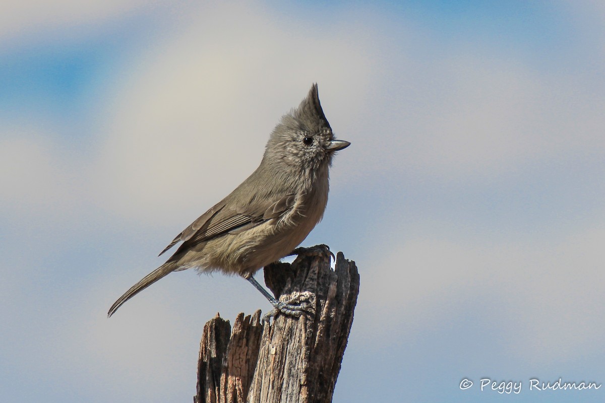 Juniper Titmouse - ML73769251