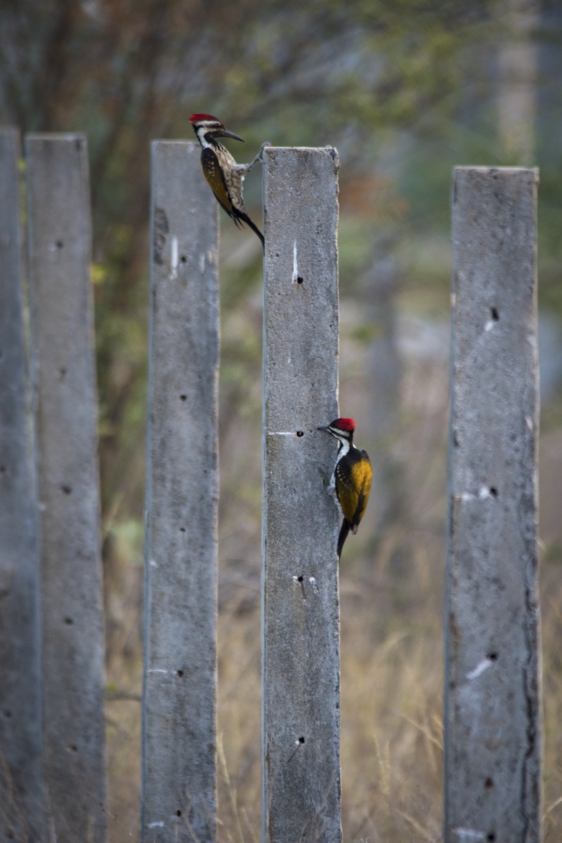 Black-rumped Flameback - ML73769511