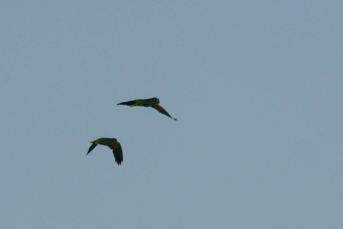 Turquoise-fronted Parrot - Stella Ayala