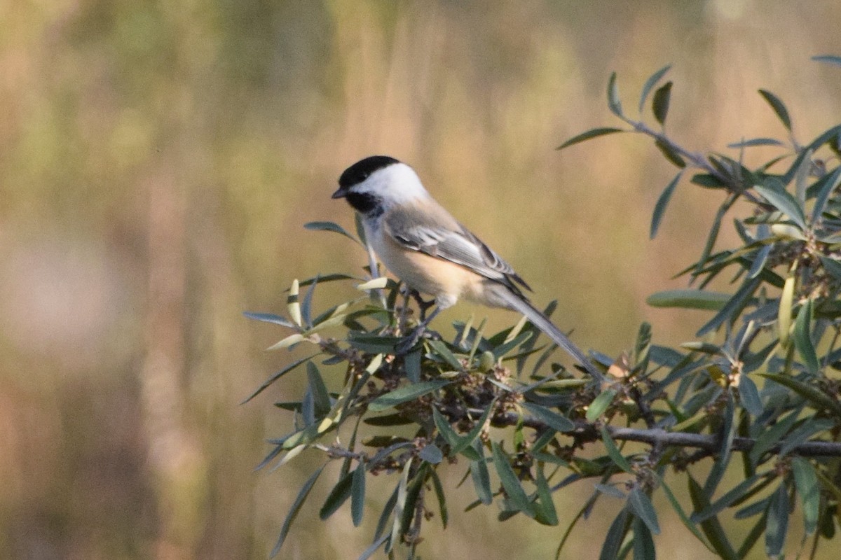 Mésange à tête noire - ML73769911