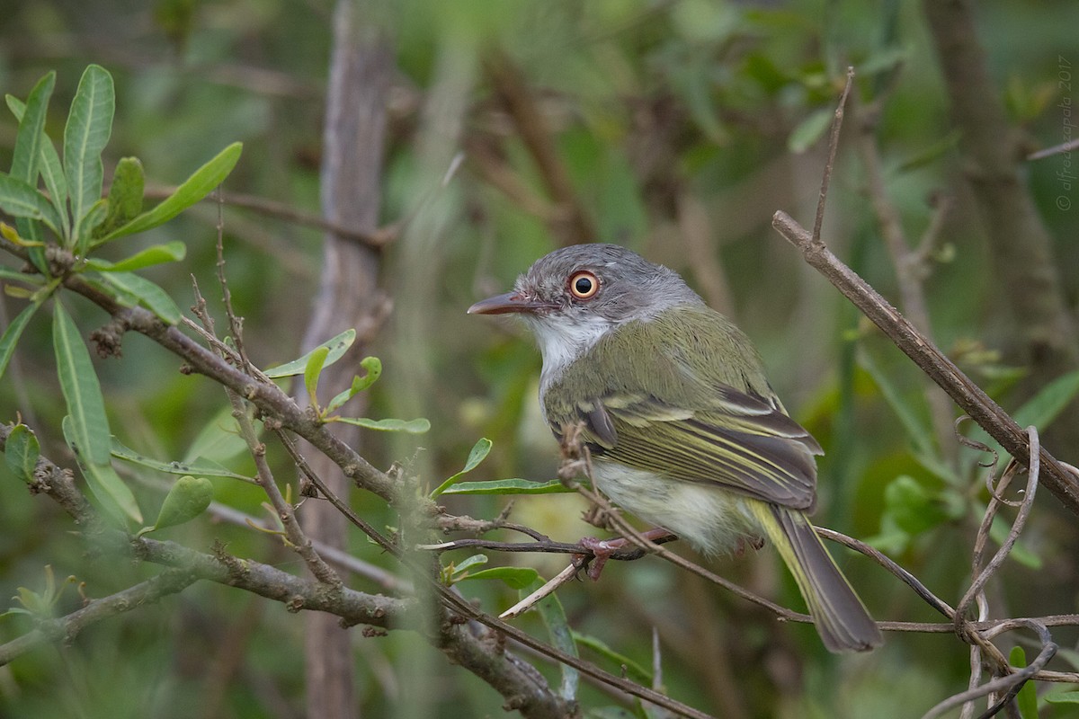 Pearly-vented Tody-Tyrant - Patricia Alfredo