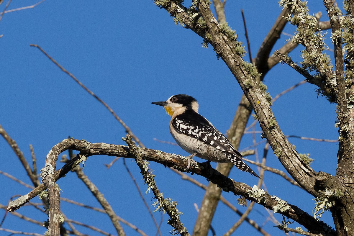 White-fronted Woodpecker - ML73771361