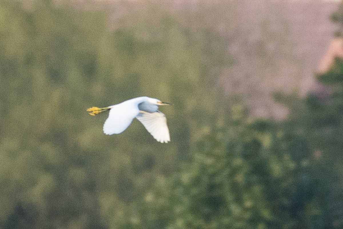 Snowy Egret - ML73771931