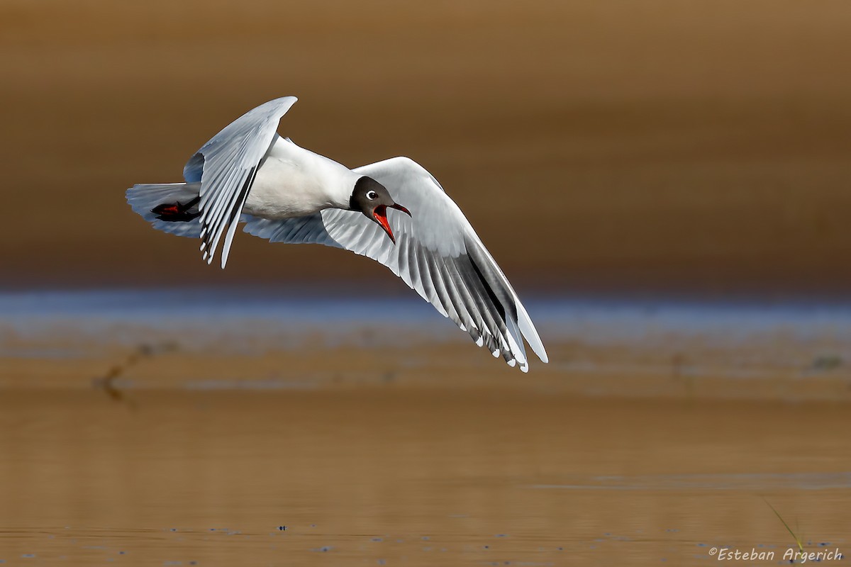 Brown-hooded Gull - Esteban Argerich