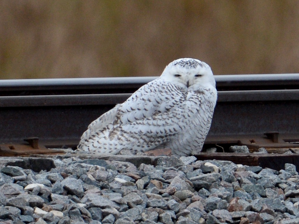 Snowy Owl - ML73772581