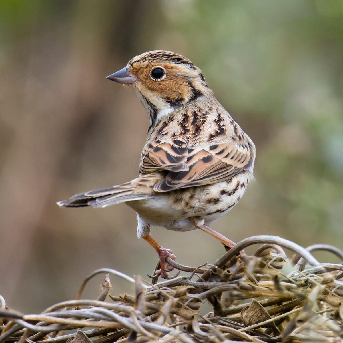 Little Bunting - Craig Brelsford