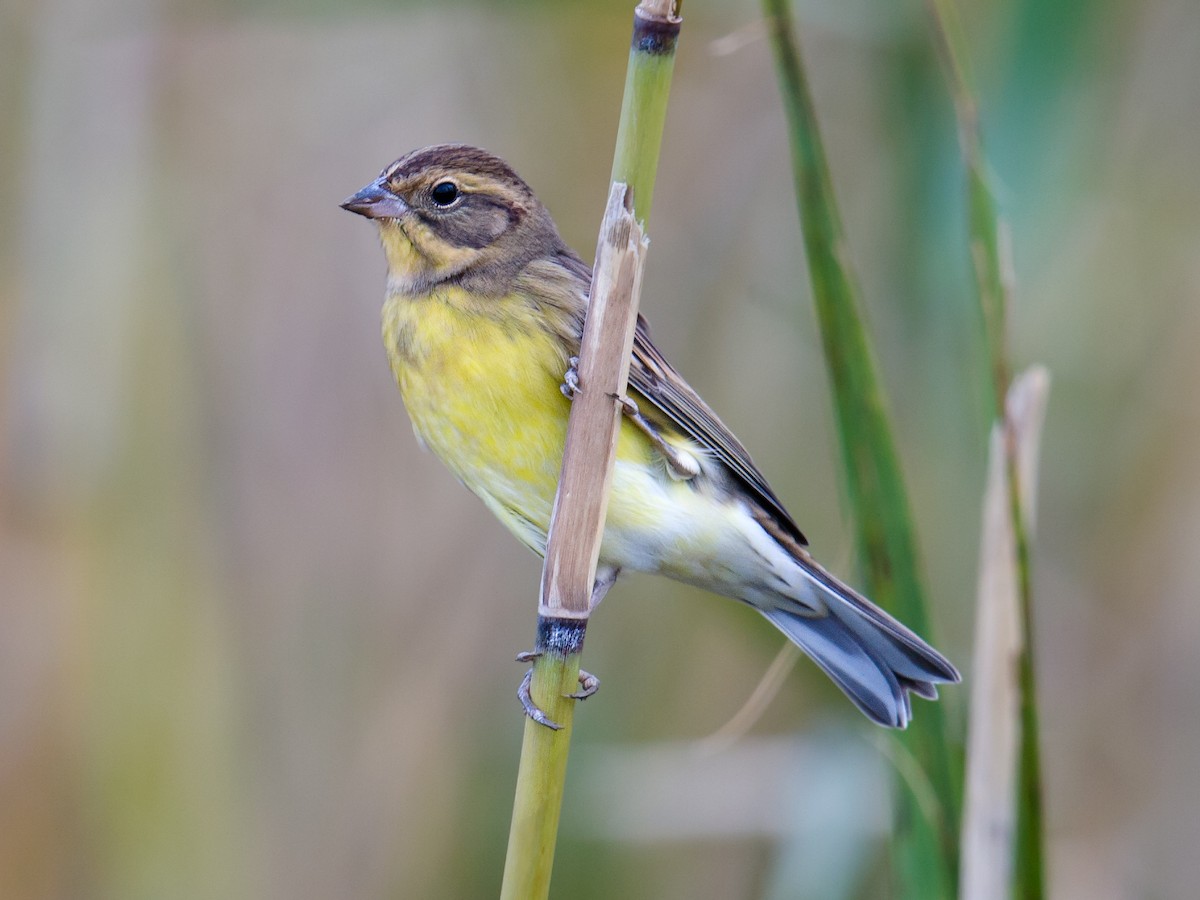 Yellow-breasted Bunting - Craig Brelsford