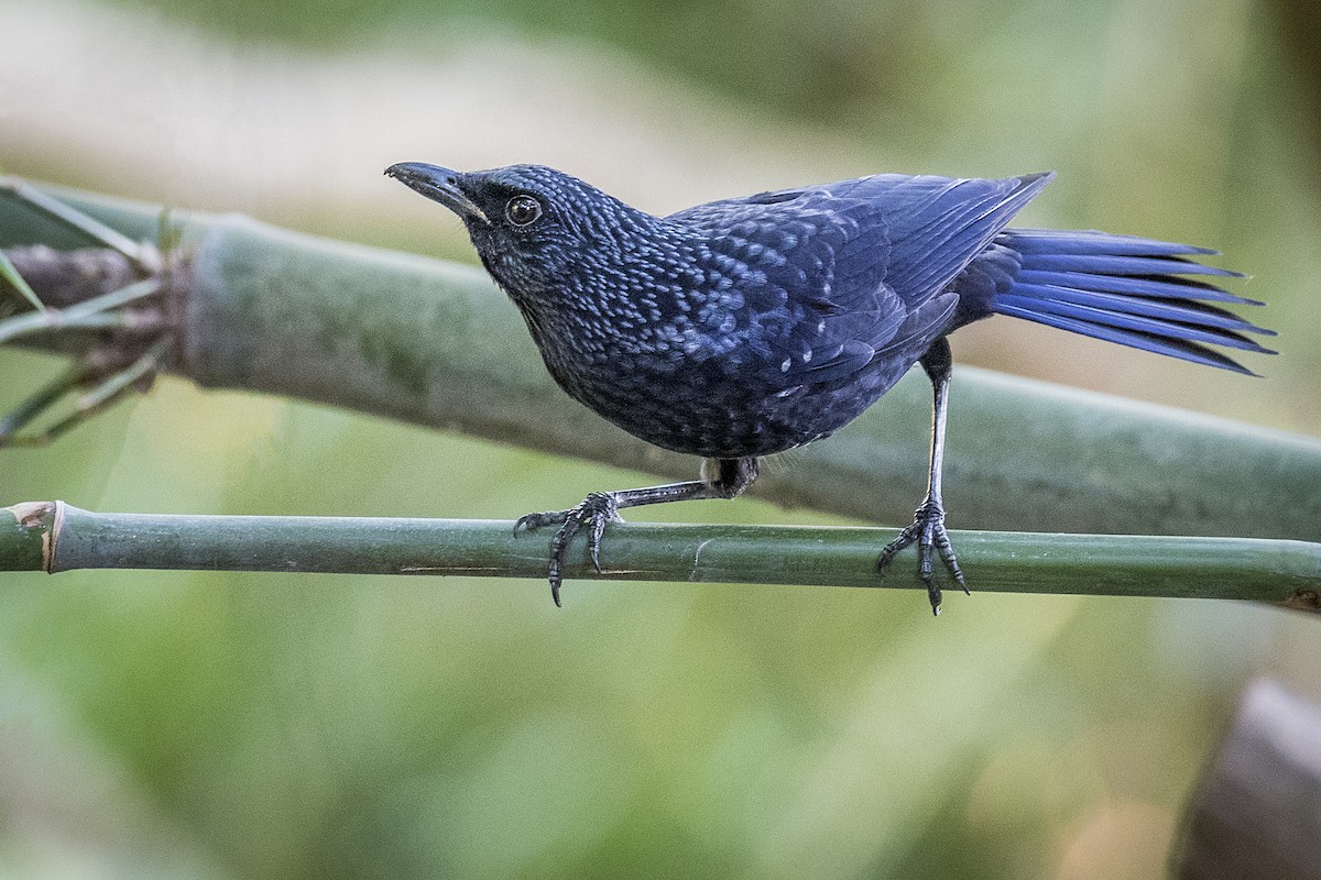 Blue Whistling-Thrush (Black-billed) - John Clough