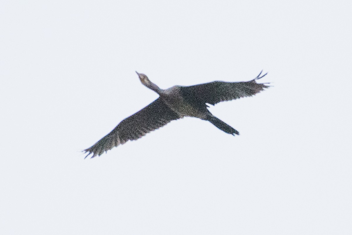 Long-tailed Cormorant - ML73773311