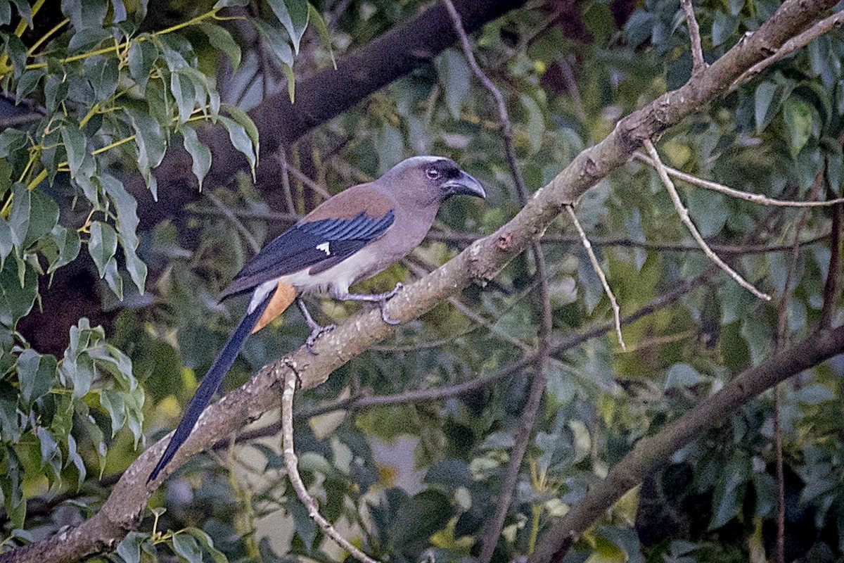 Gray Treepie - ML73773331