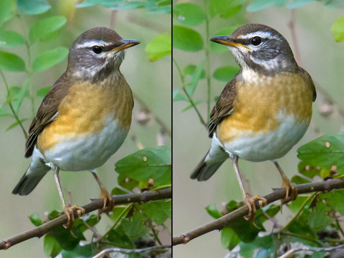 Eyebrowed Thrush - ML73773651