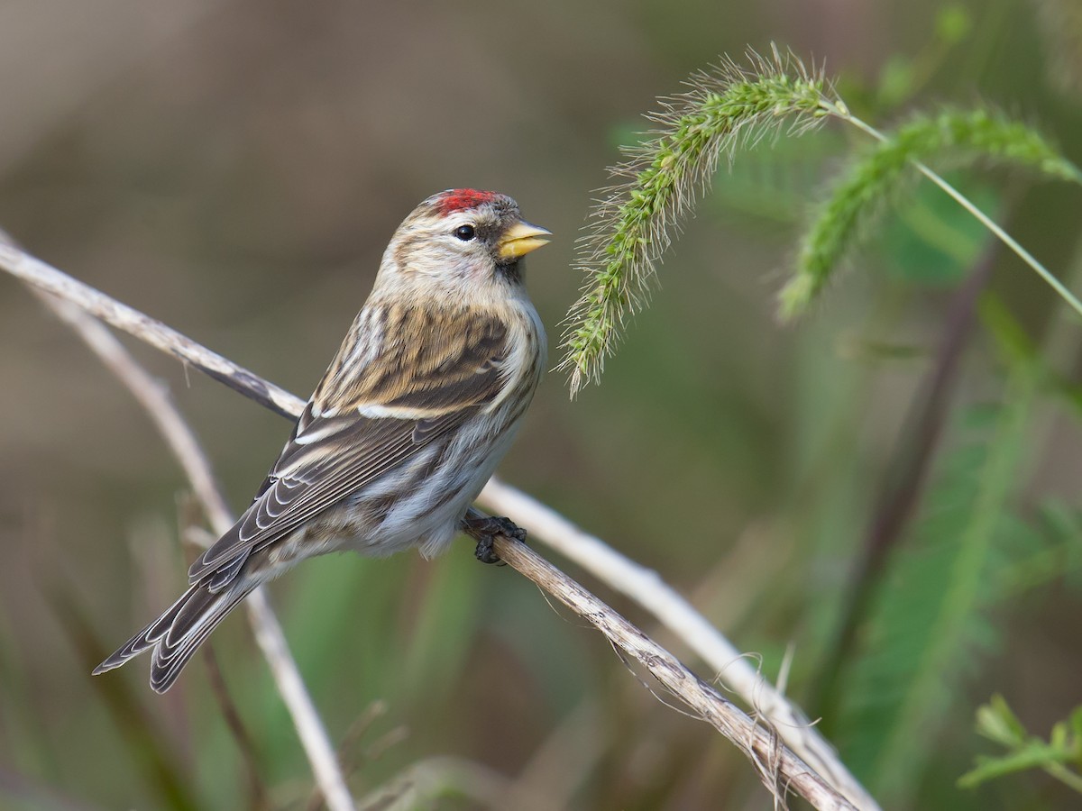 Common Redpoll (flammea) - Craig Brelsford