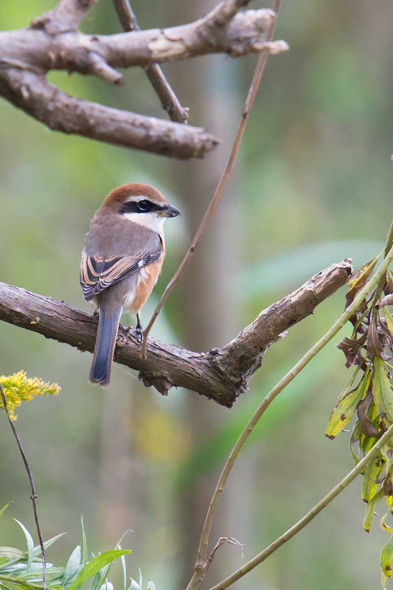 Bull-headed Shrike - ML73777801