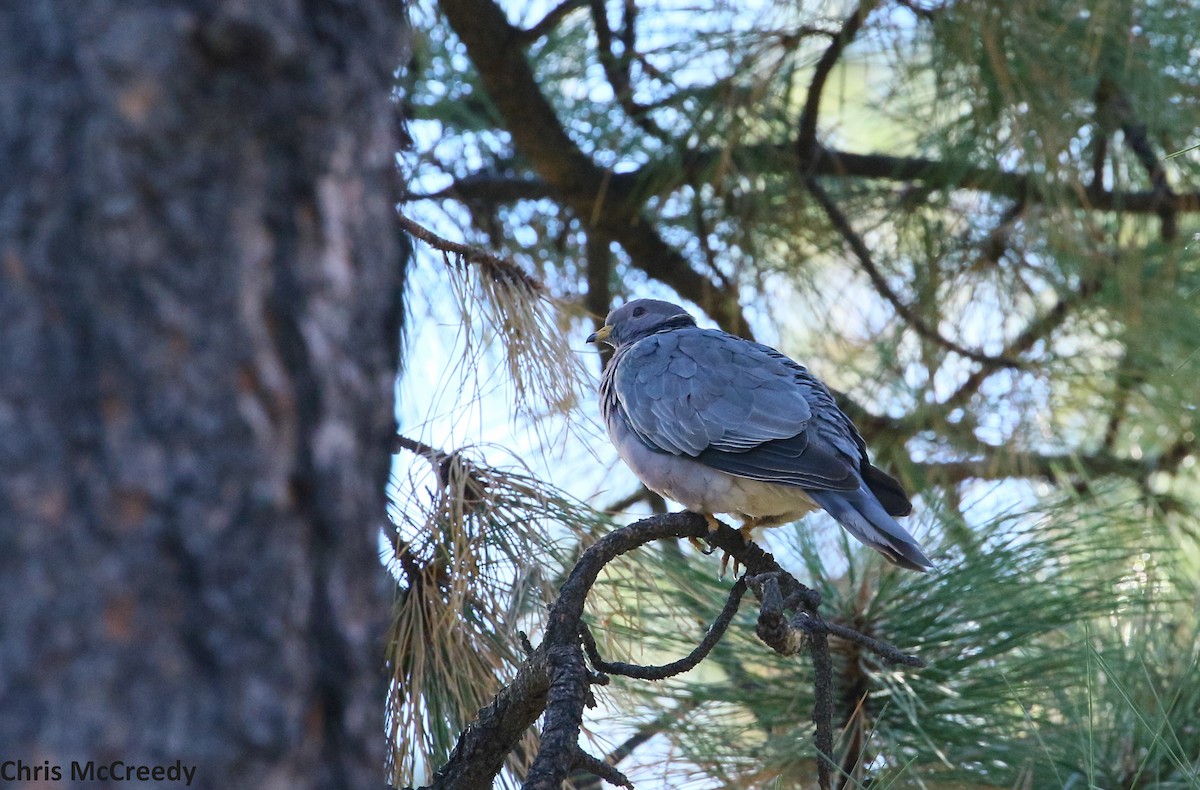 Band-tailed Pigeon - Chris McCreedy - no playbacks