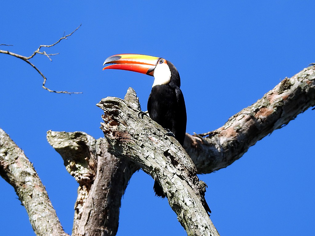 Toucan toco - ML73779031