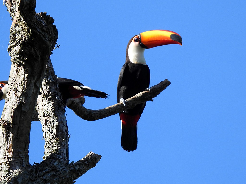 Toucan toco - ML73779041