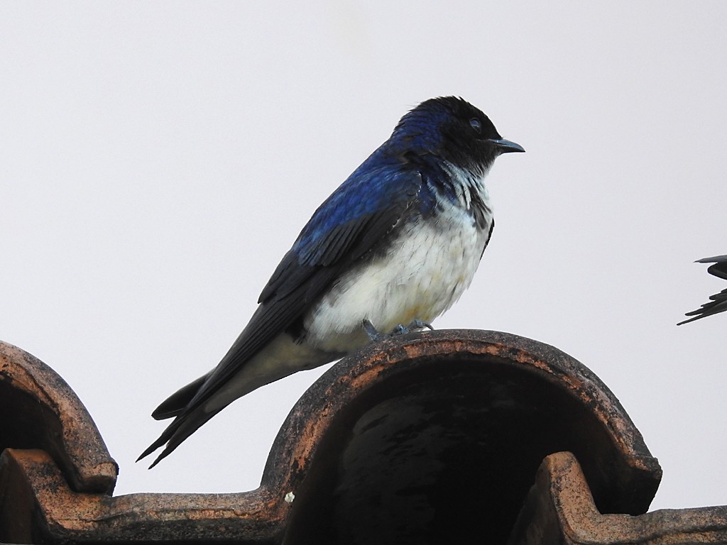 Gray-breasted Martin - ML73779071