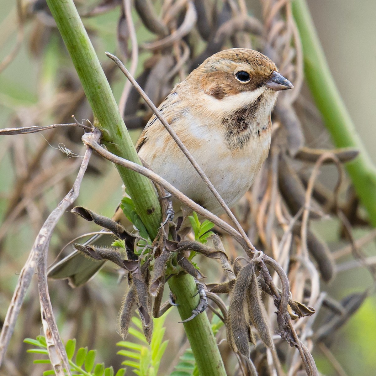 Pallas's Bunting - Craig Brelsford