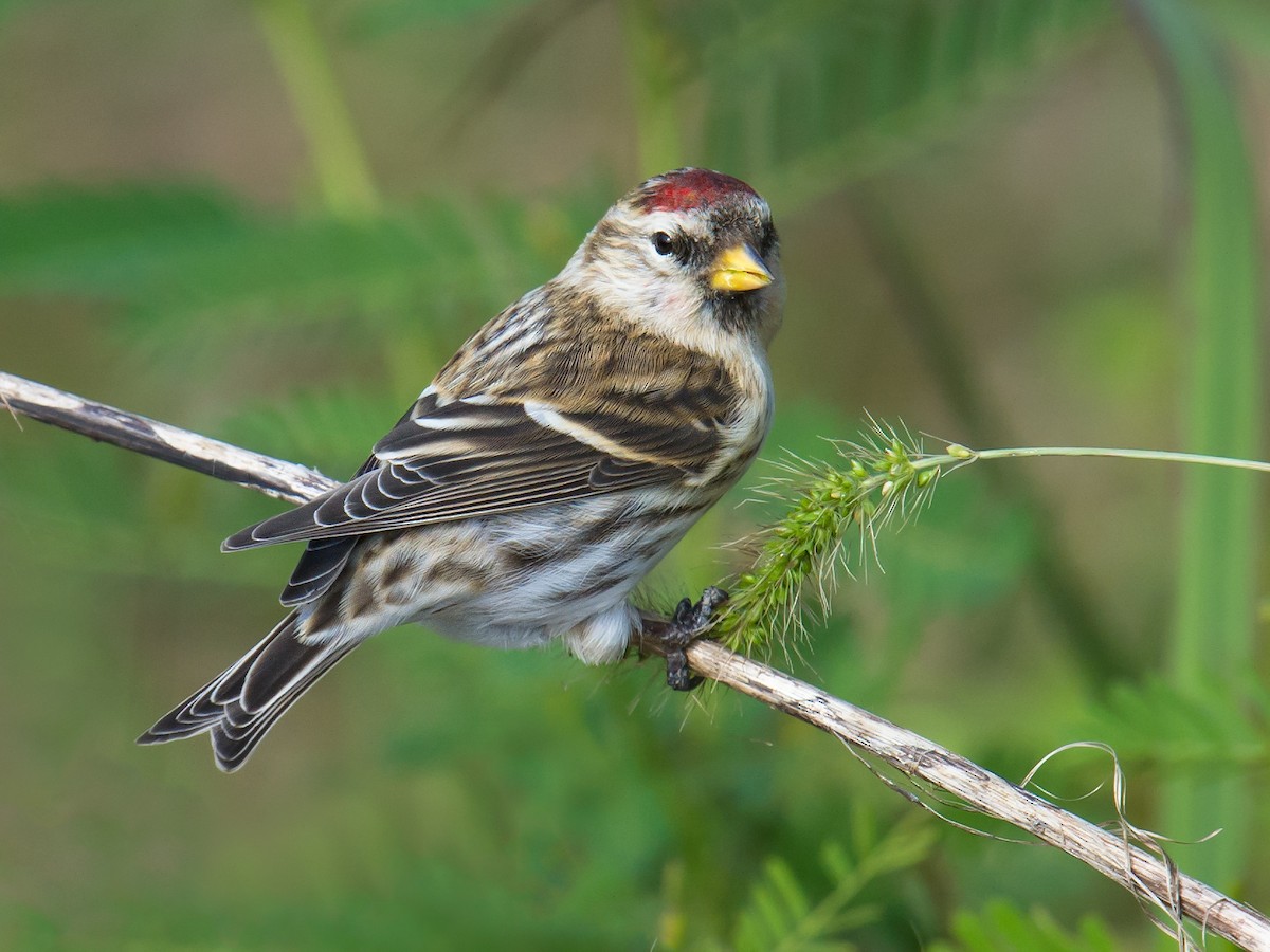 čečetka zimní (ssp. flammea) - ML73781141