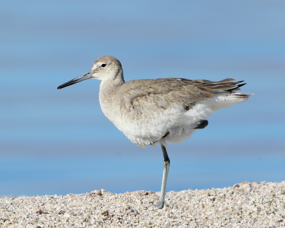 Willet - ML73781371