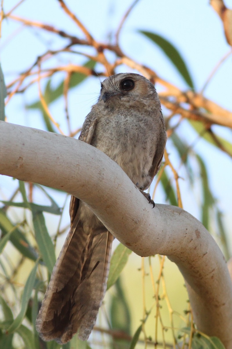 Australian Owlet-nightjar - Chris Wiley