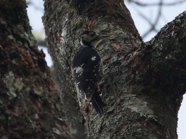White-backed Woodpecker - ML73783011