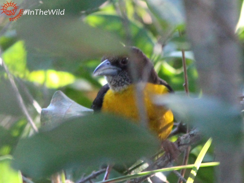 Dark-backed Weaver - ML73783181