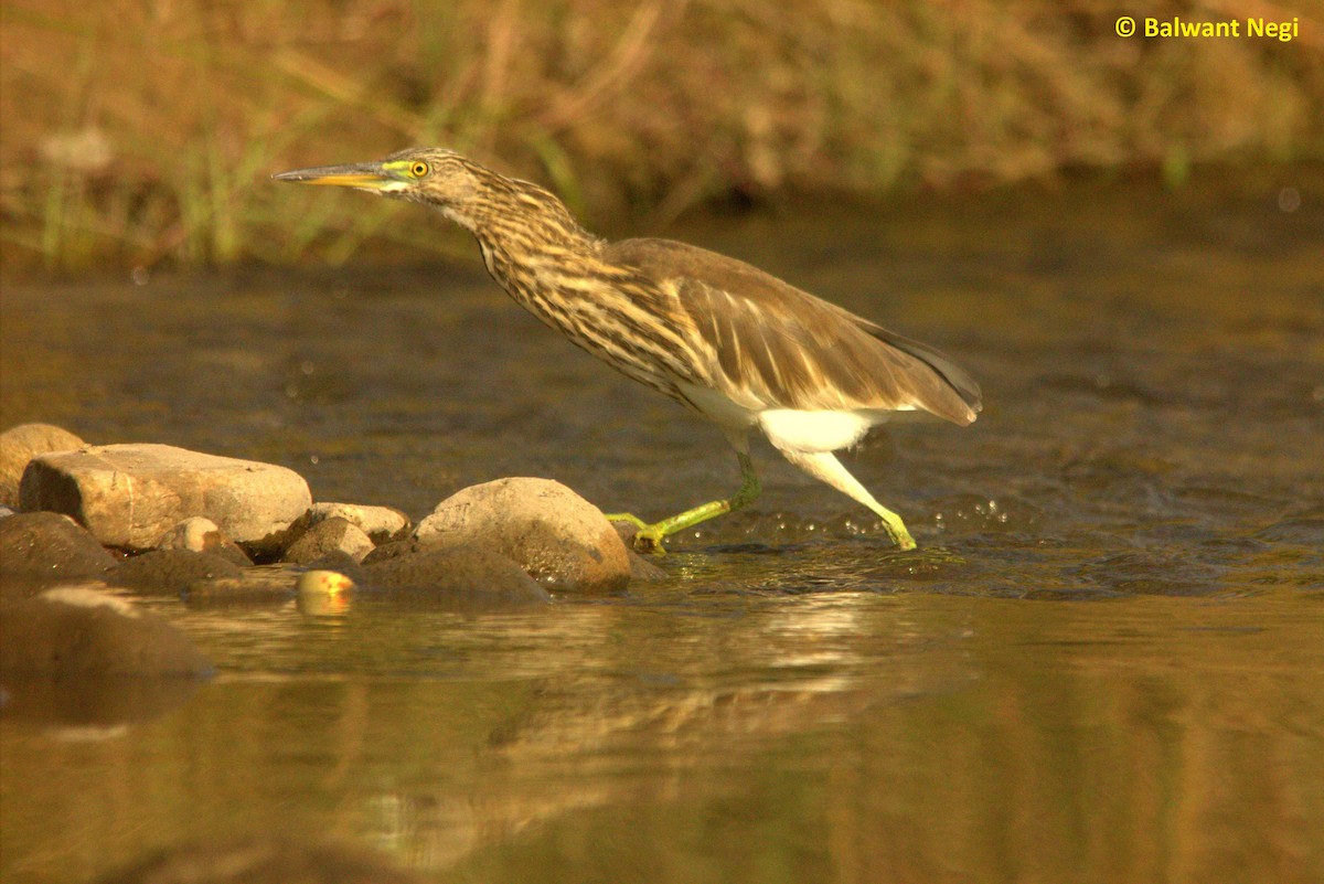 Indian Pond-Heron - Balwant Negi