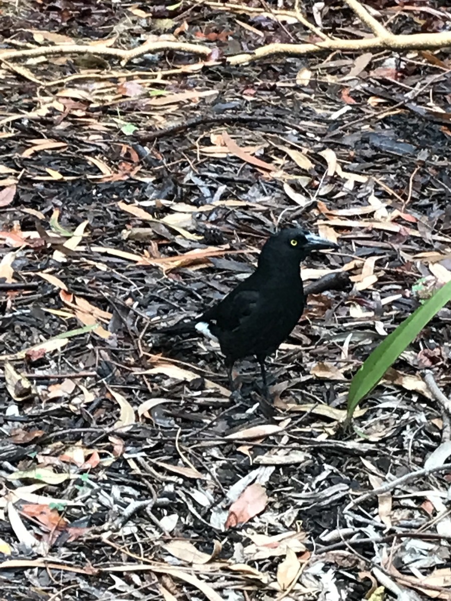 Pied Currawong - ML73785791