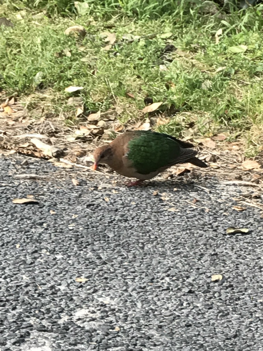 Pacific Emerald Dove - ML73785881