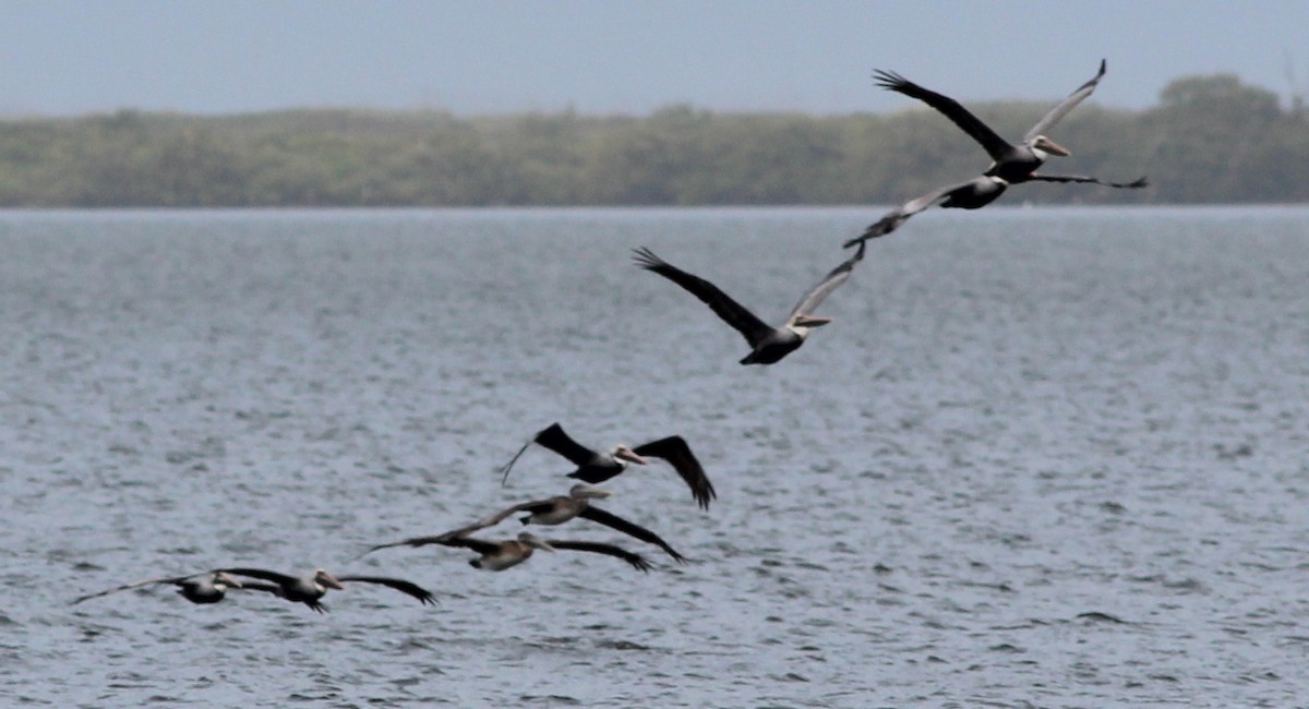 Brown Pelican - ML73787021